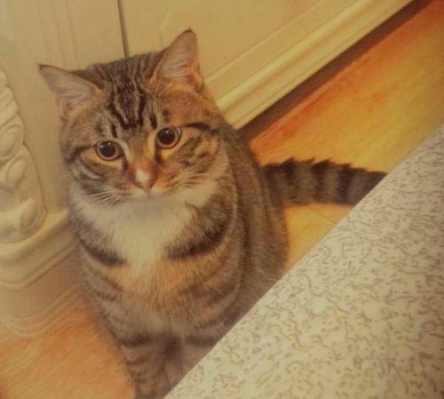 狸花猫多久断奶最好
