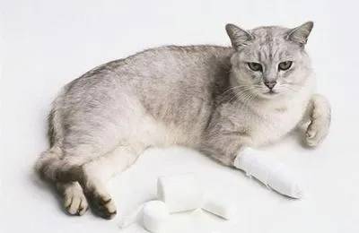 猫咪关节处骨折怎么办