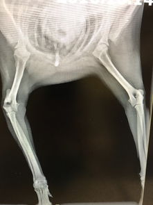 狗狗腿关节骨折