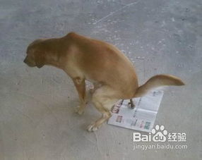 怎么教狗狗外出大小便