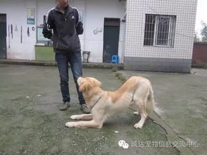 训练狗装死需要多久才学会