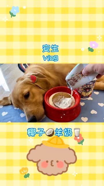 狗能吃骨肉相连吗