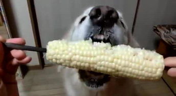 狗狗多大能吃零食奖励