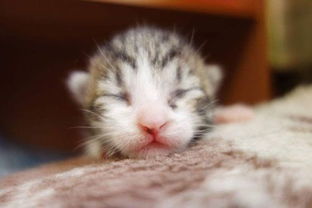 小猫多久可以睁眼看人