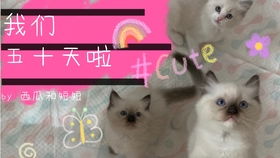 布偶猫体重跟月份对照