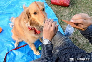 给狗吃鸡胸肉是吃一次煮一次还是都煮上
