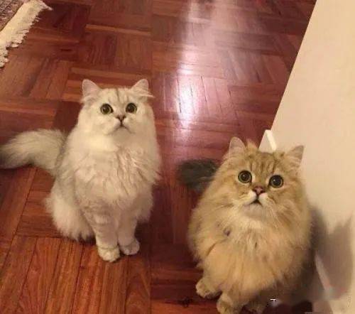 长毛猫有哪些-