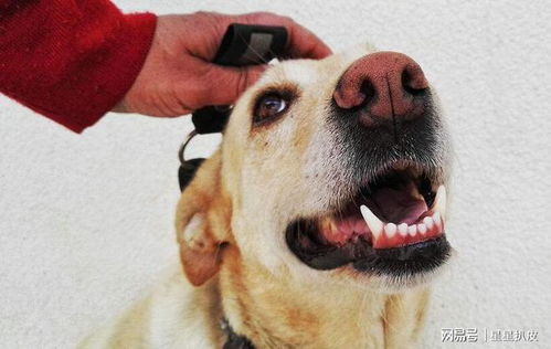 狗狗得了关节炎吃点什么药