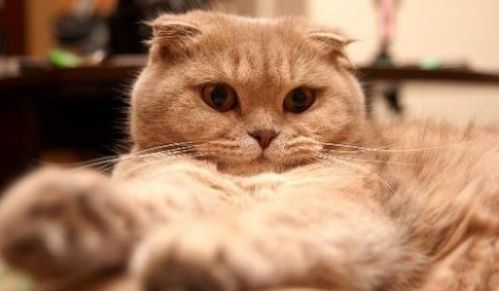 折耳猫寿命长吗