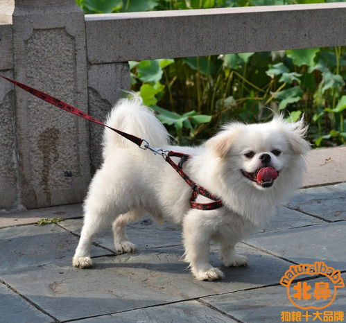 京巴犬怎么养