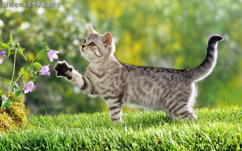 猫的灵敏表现在哪