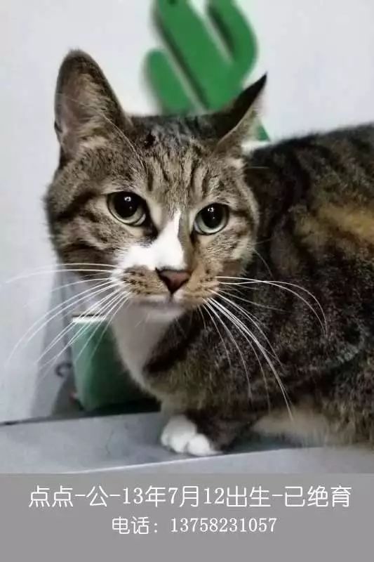 杭州哪里能领养猫咪