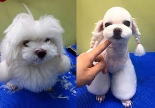 狗狗多久修毛最好
