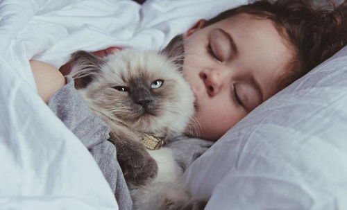 主人睡觉猫咪会怎样