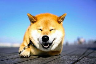 狗狗美容指什么