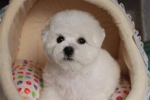 比熊犬能憋屎吗