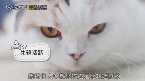 如何判断猫咪性格温顺