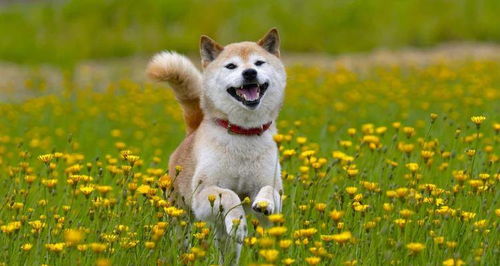 柴犬产后的注意事项