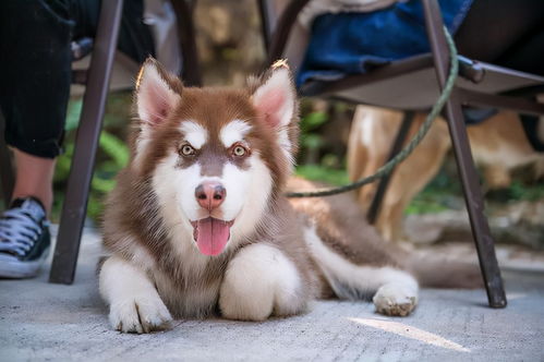 大型犬怎么增肥