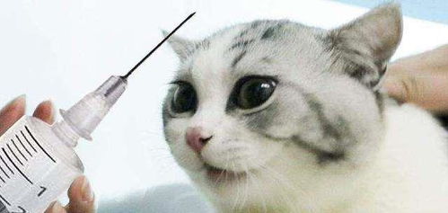 宠物猫进口疫苗在哪里打