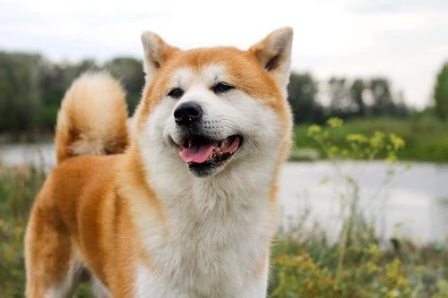 秋田犬多大可以吃成犬狗粮