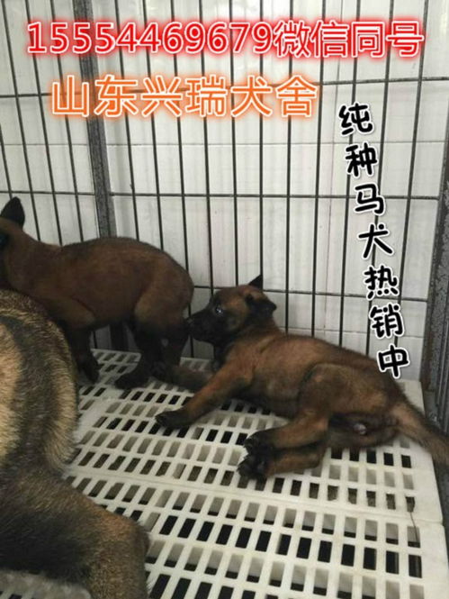四川马犬繁育基地
