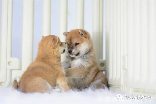 小柴犬怎么挑选