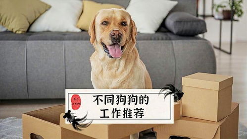 狗的职业有什么