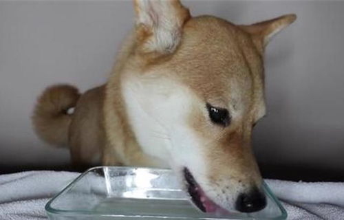 狗到家多久可以喂食