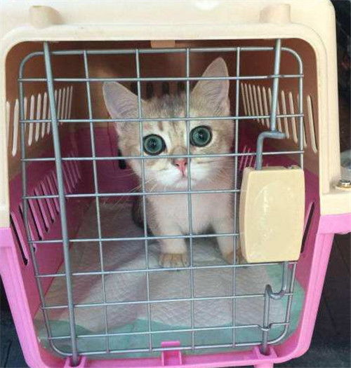 猫猫空运大概要多少钱