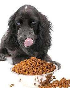 狗狗多久不用泡狗食