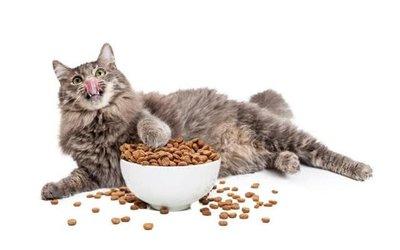 猫咪各阶段猫粮