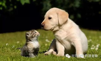 猫狗有哪些寄生虫会寄生在人身上