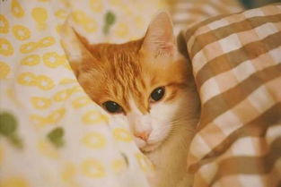猫多久才会适应新环境