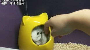 龙猫不怕猫