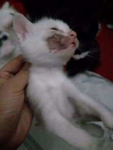 小猫满月后母猫多久断奶