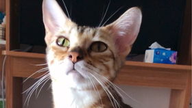 一个月的小猫一顿吃多少猫粮