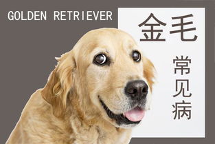 狗狗关节发育不好