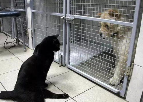 瘫痪的猫怎么护理