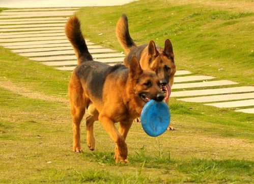 东德国牧羊犬的缺点