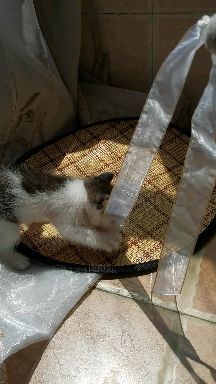 两个月小猫体重不长