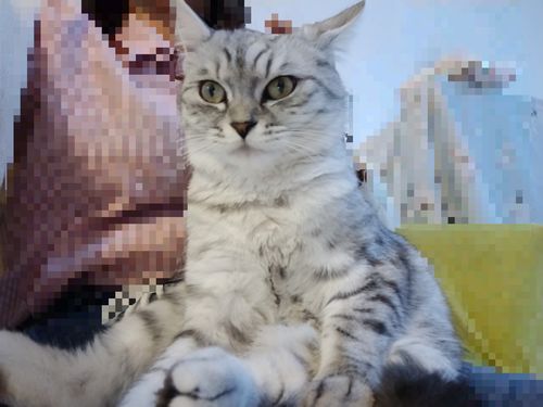 刚生下来的猫有多重