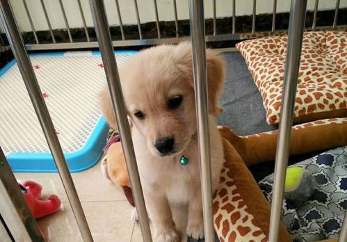 金毛小时候很调皮长大会变温顺吗