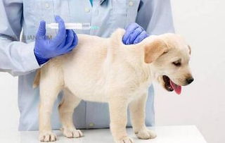 幼犬需要打什么疫苗多少钱