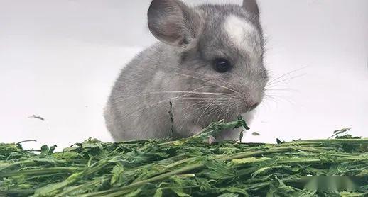 龙猫有哪几种