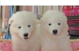 萨摩耶幼犬养多久变大