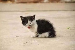 如何抱流浪猫回家