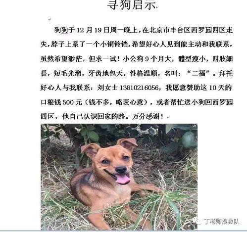 棕色的狗叫什么名字