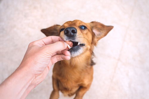 给狗奖励的食物