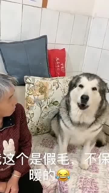 阿拉斯加犬怕冷不